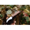 Main Mushroom Knife – 75mm Mushroom Foraging Knife with Wooden Handle